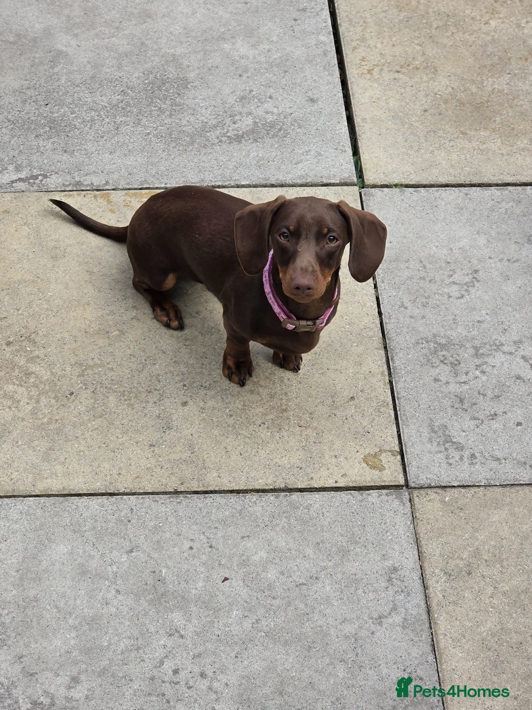Dachshund dogs for sale: 2 girl puppies  - Advert 2