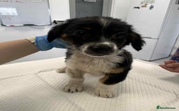 Mixed Breed dogs for adoption: 💮Cauliflower💮 for adoption, coming into GLOUS - Image 8
