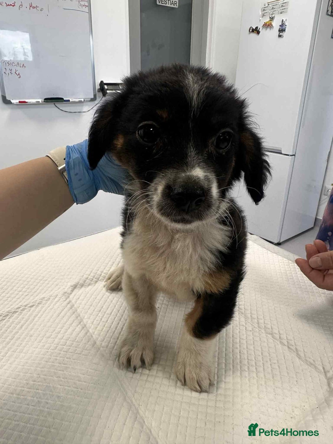 Mixed Breed dogs for adoption: 💮Cauliflower💮 for adoption, coming into GLOUS - Image 8