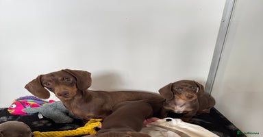 Miniature Dachshund dogs - Advert 1