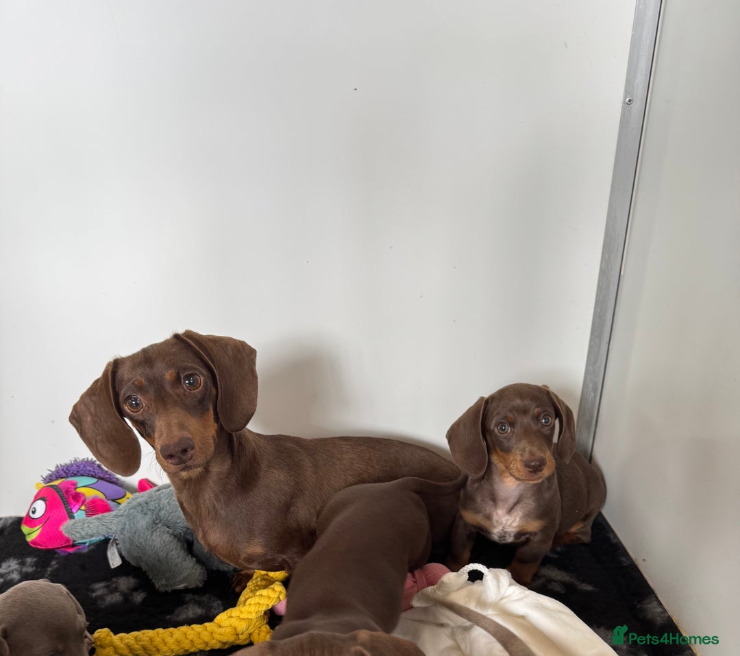 Miniature Dachshund dogs for sale: Miniature Dachsund puppies (licensed breeder) - Image 3