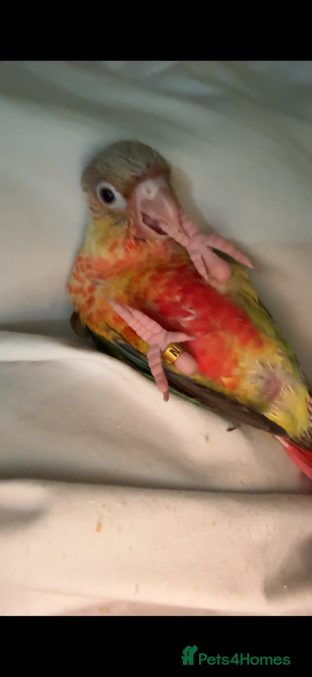 Conures birds for sale: Pine apple Baby conure  in Sheffield - Advert 1