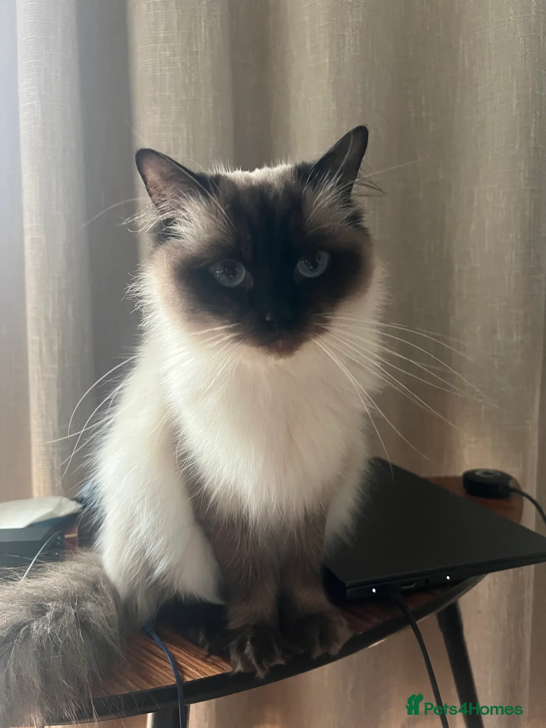 Ragdoll cats for sale: Free adoption of female ragdoll cats in Birmingham - Advert 2