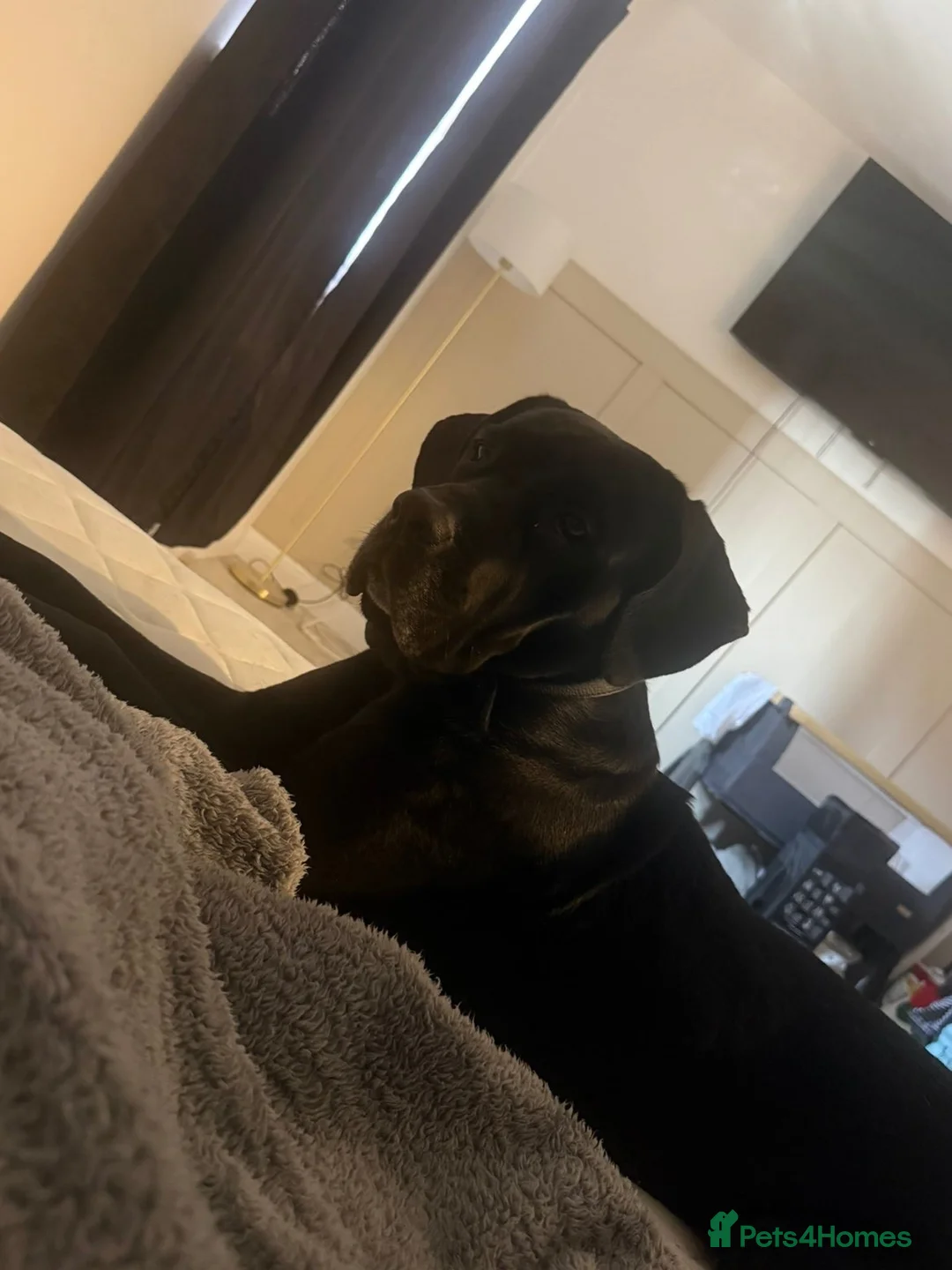 Cane Corso dogs for sale: Cane corsa Female  in Hull - Advert 2