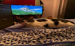 British Shorthair cats for sale: Male Adult Cat ready to be rehomed!  in London - Image 5