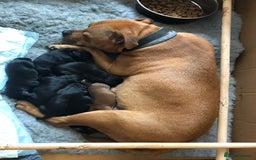 Mixed Breed dogs for sale: Beautiful Staffordshire Bull Terrier cross - Image 5