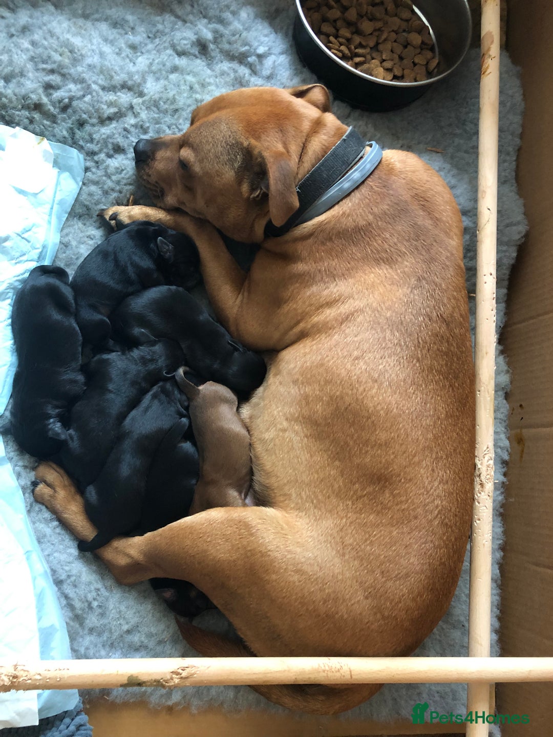 Mixed Breed dogs for sale: Beautiful Staffordshire Bull Terrier cross - Image 5