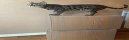 Bengal cats for sale: Bengals for sale  in Wigan - Advert 7