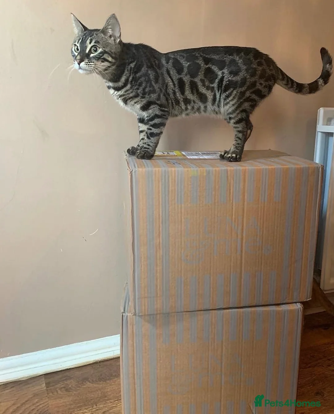 Bengal cats for sale: Bengals for sale  in Wigan - Advert 7
