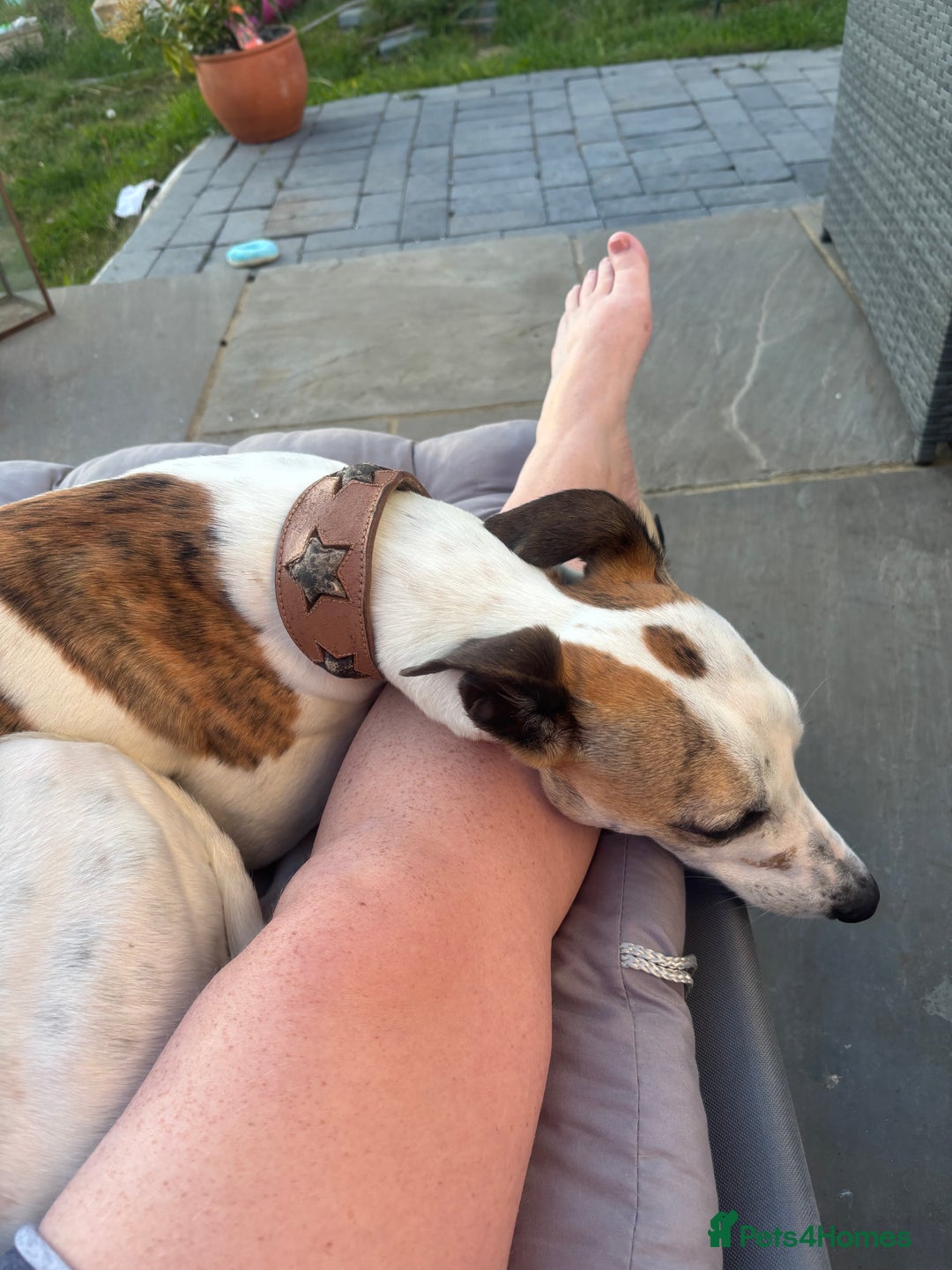 Whippet dogs for sale: K.c2 year old male whippet kennel club registered  - Image 14