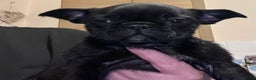 Frug dogs for sale: Beautiful frug female  - Advert 11
