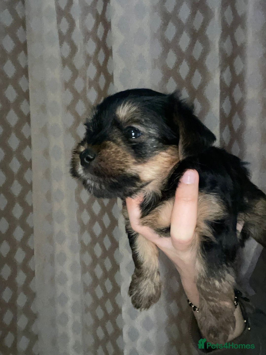 Yorkshire Terrier dogs for sale: Yorkshire terrier puppies  - Advert 6