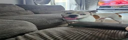 American Bulldog dogs for sale: Male american bulldog - Advert 1
