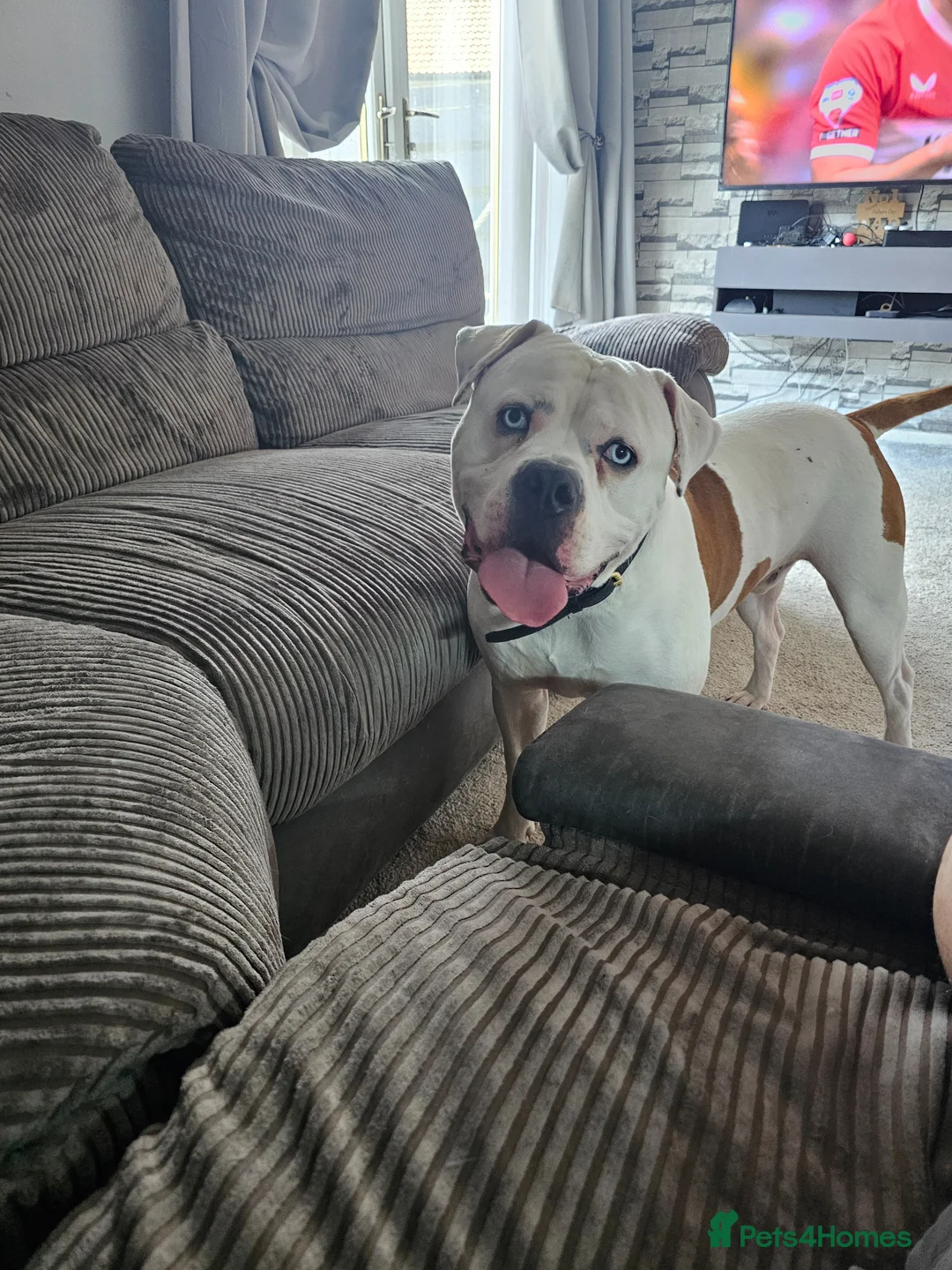 American Bulldog dogs for sale: Male american bulldog - Advert 1