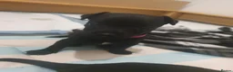 Patterdale Terrier dogs for sale: Patterdale Pups  - Advert 3