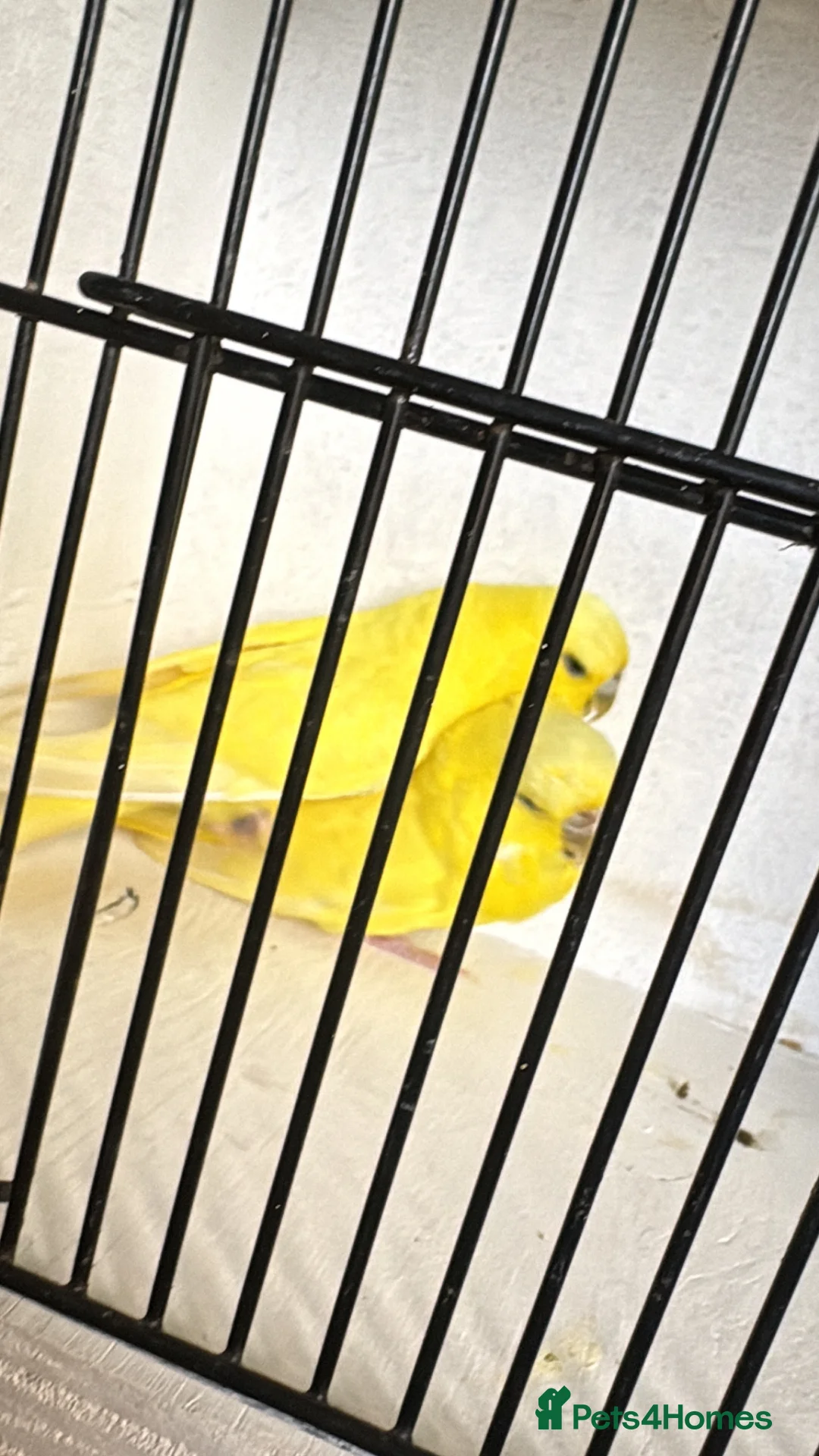 Budgerigars birds for sale: Mixed aged budgies in Leicester - Advert 2