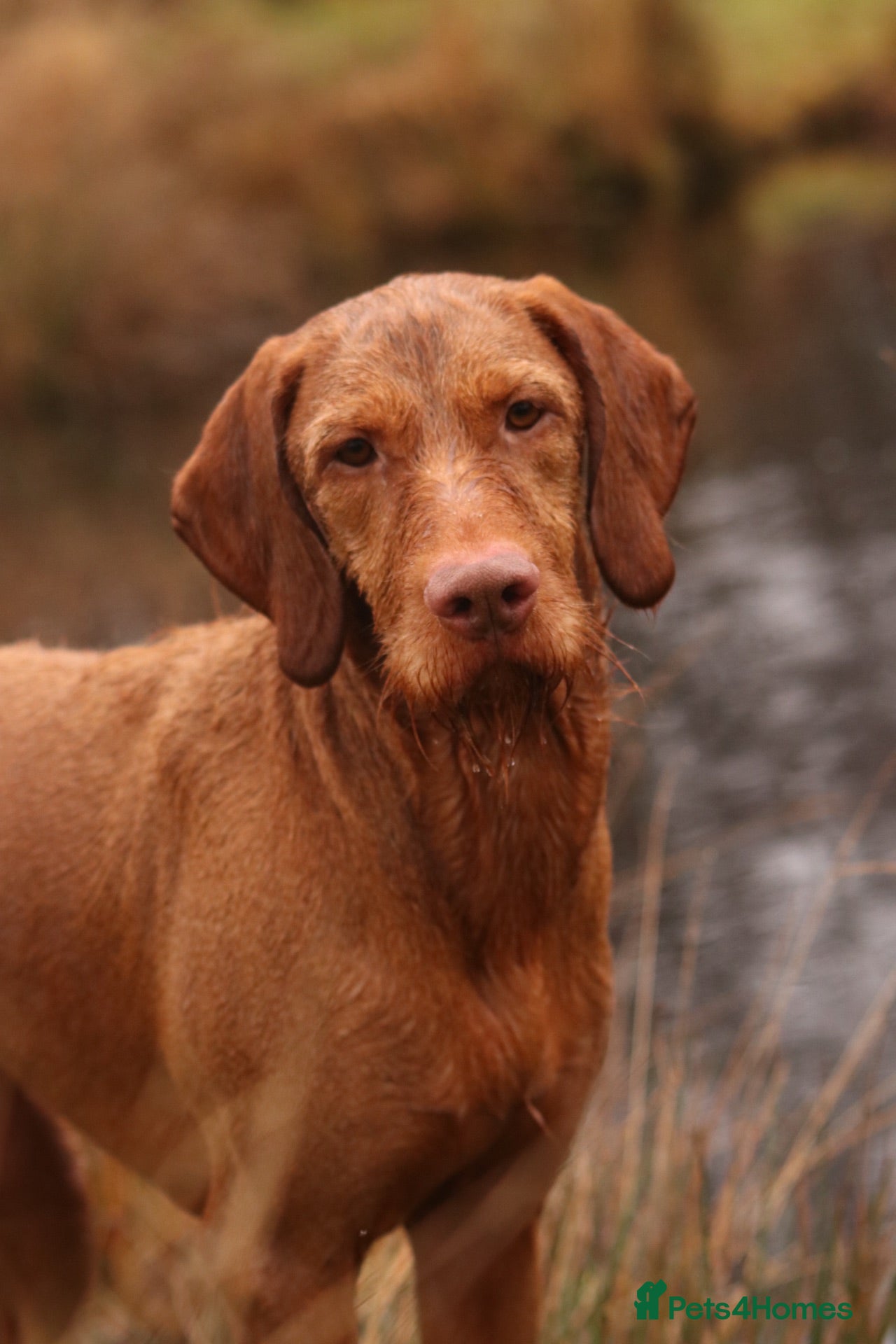 Hungarian Vizsla dogs Pedigree Hungarian Wirehaired Vizsla puppies - Advert 3
