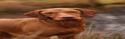 Hungarian Vizsla dogs for sale: Pedigree Hungarian Wirehaired Vizsla puppies - Advert 1