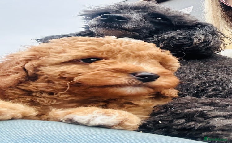 Miniature Poodle dogs - Advert 13