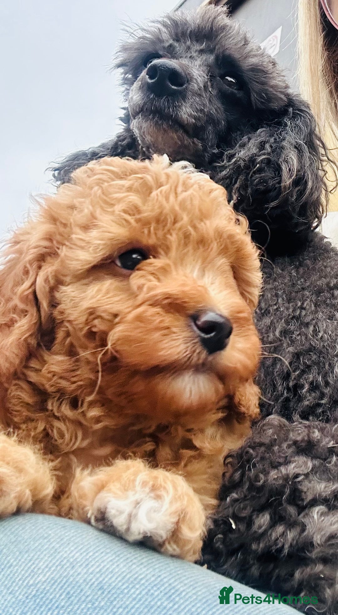 Miniature Poodle dogs for sale: Wow 🤩 how stunning  - Image 1