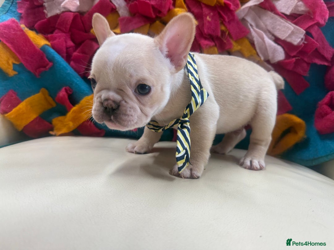 French Bulldog dogs for sale: 🐾 Beautiful French Bulldog Puppies 🐶 - Image 8