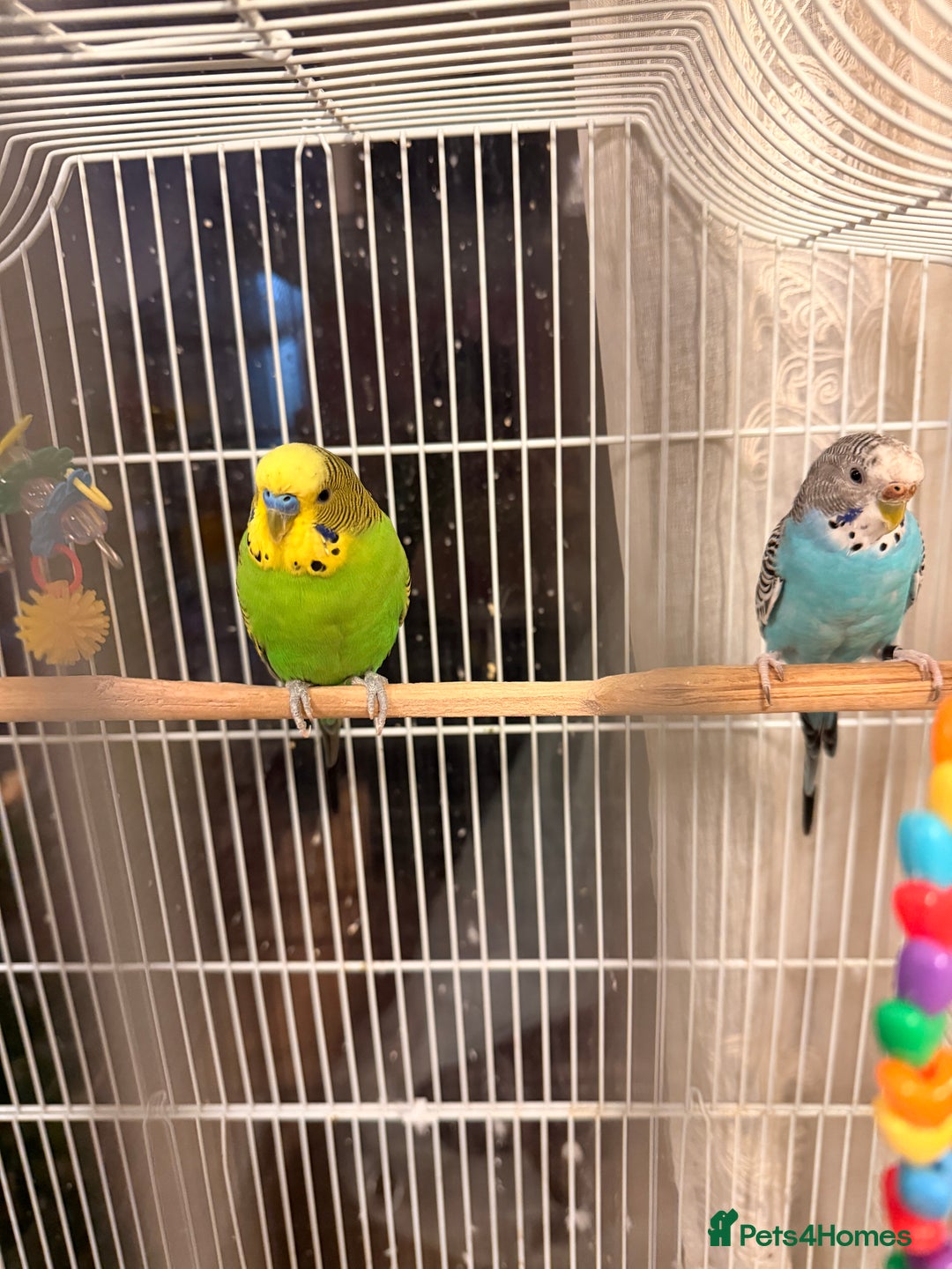 Budgerigars birds for sale: Budgies and cage  - Advert 3