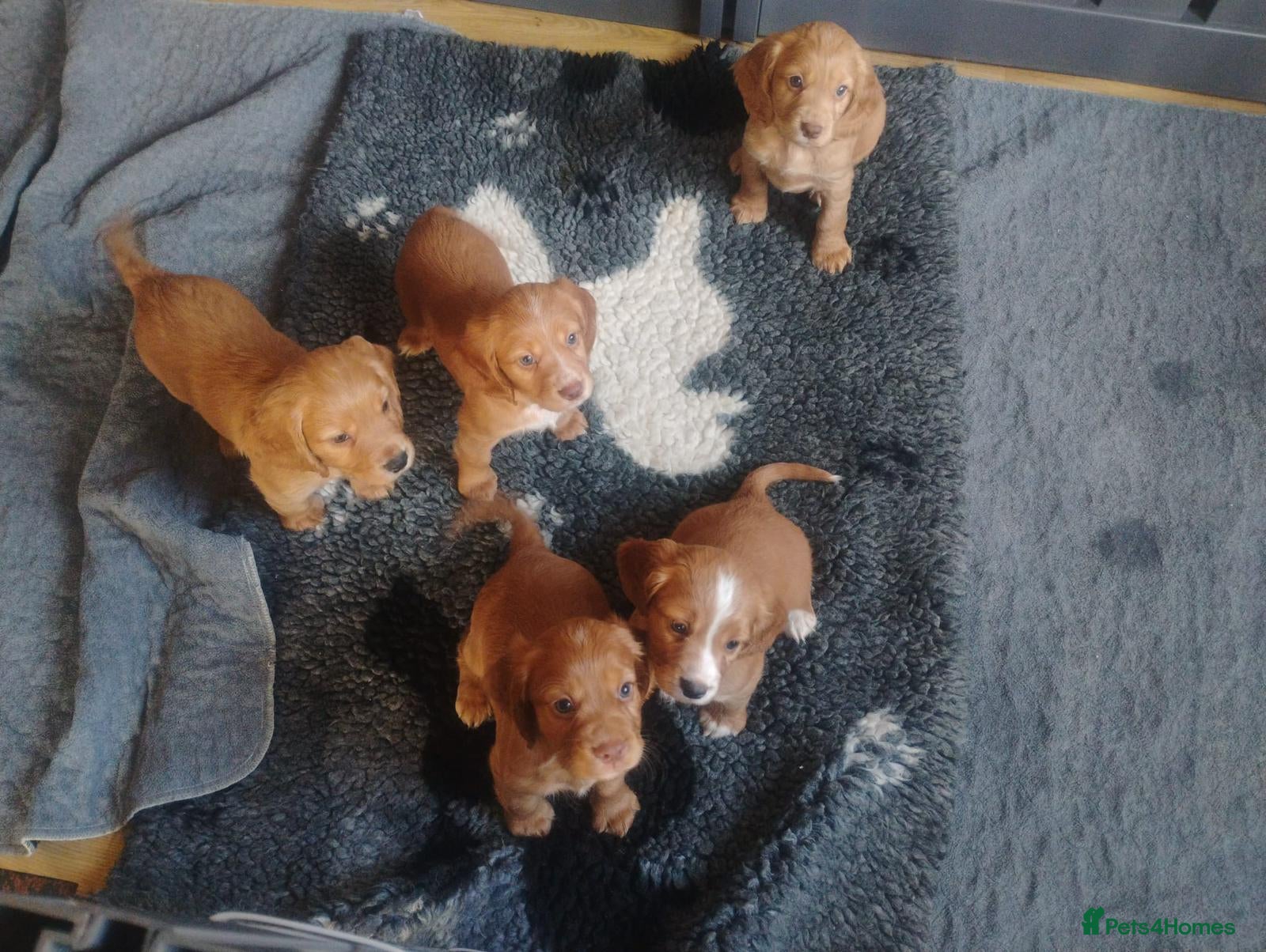 Cocker Spaniel dogs COCKER SPANIEL KC REG FULLY HEALTH TESTED PARENTS  - Advert 1
