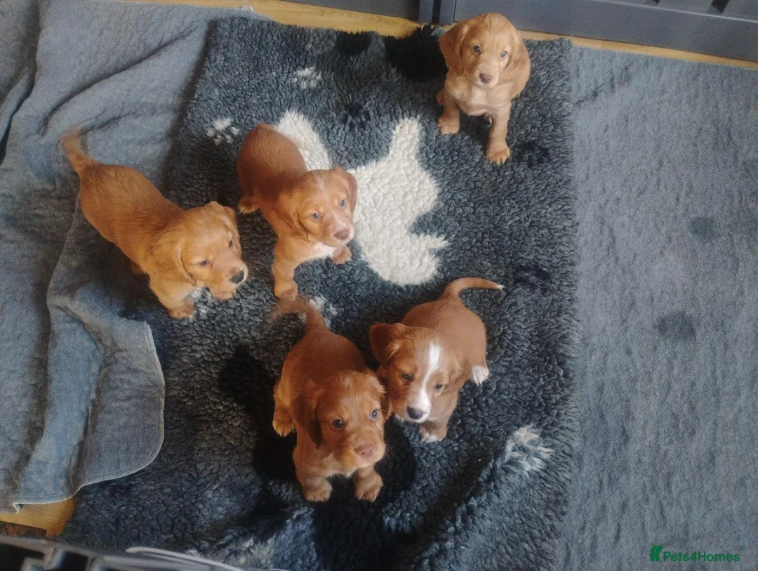 Cocker Spaniel dogs for sale: COCKER SPANIEL KC REG FULLY HEALTH TESTED PARENTS  - Advert 1