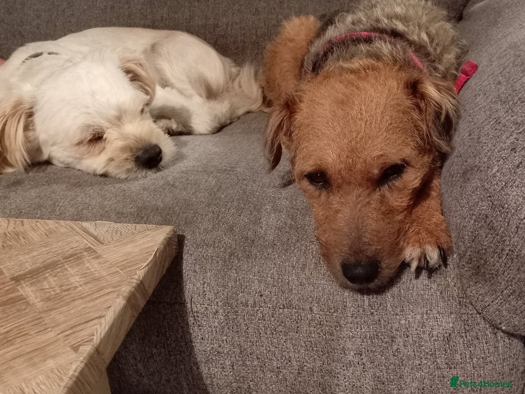 Mixed Breed dogs for sale: Patterdale mix - Image 20
