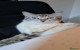 Ragdoll cats for sale: Kittens due very soon snow bengal x ragdoll  - Image 4