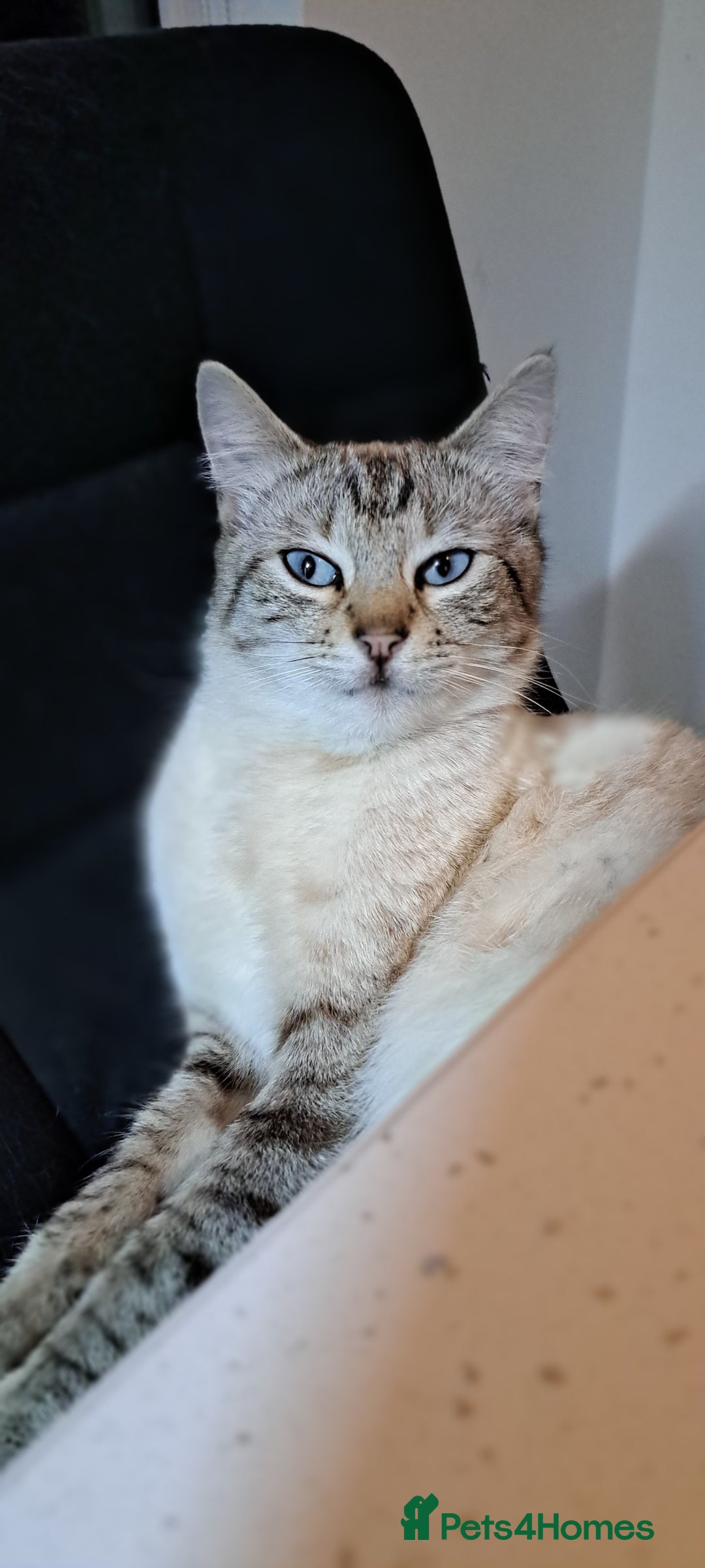 Ragdoll cats for sale: Kittens due very soon snow bengal x ragdoll  - Image 4