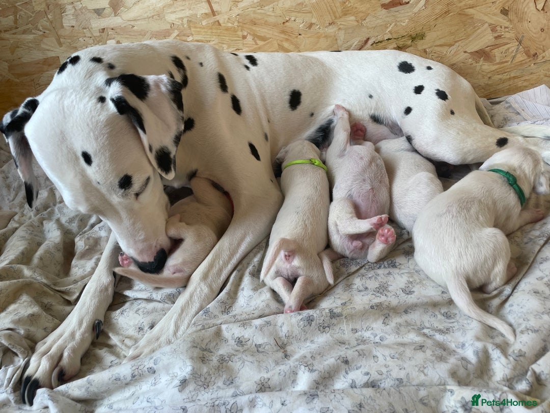 Dalmatian dogs for sale: Dalmatian puppies  - Image 19
