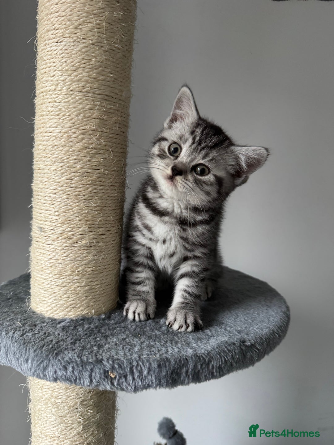 British Shorthair cats for sale: GCCF REGISTERED SILVER TABBY & SPOTTED BSH KITTENS - Advert 5