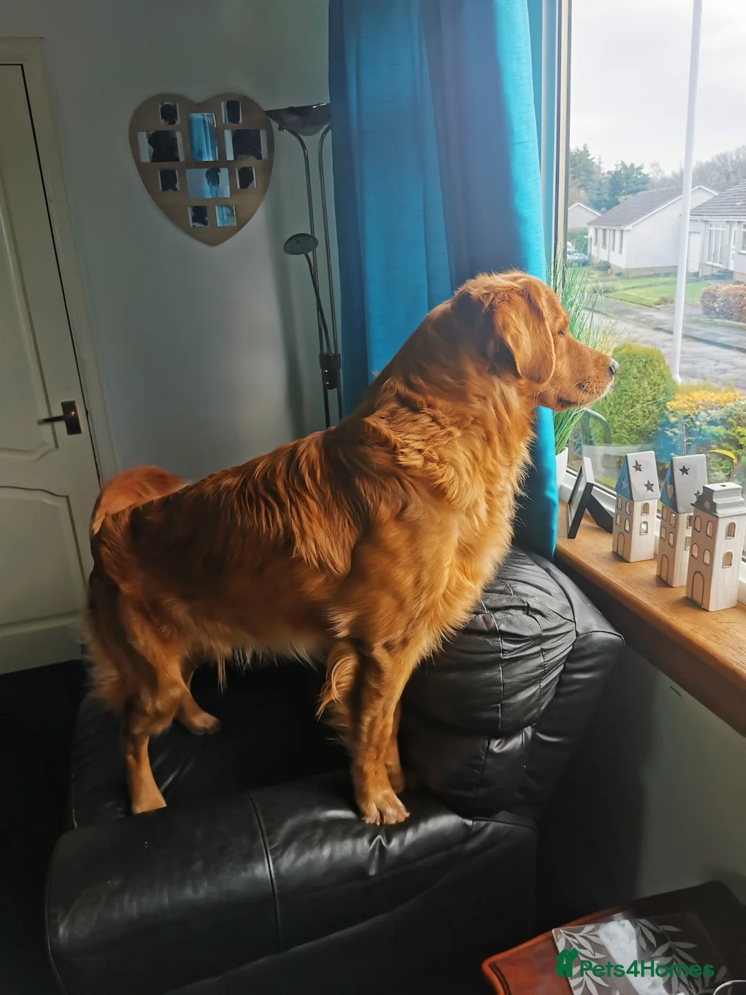 Golden Retriever dogs for stud: For stud in Scotland, excellent health scores in Glenrothes - Advert 10