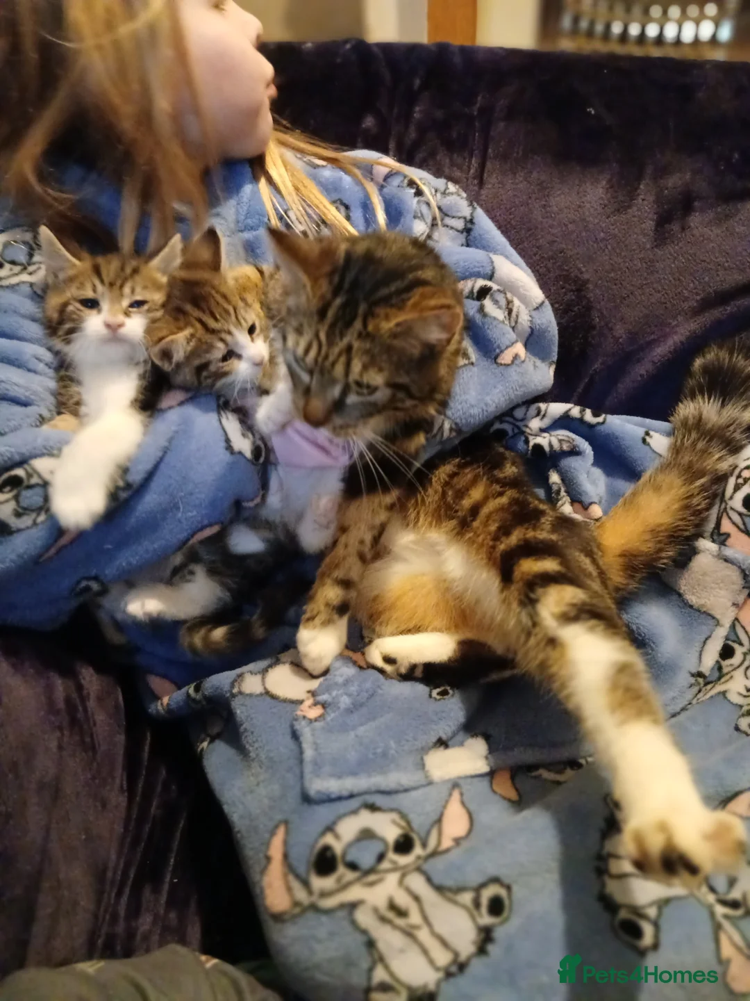 Mixed Breed cats for sale: Tabby kitten  - Advert 3