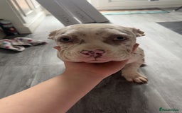 American Bully dogs for sale: REDUCED Stunning pocket bully pups for sale  - Advert 26