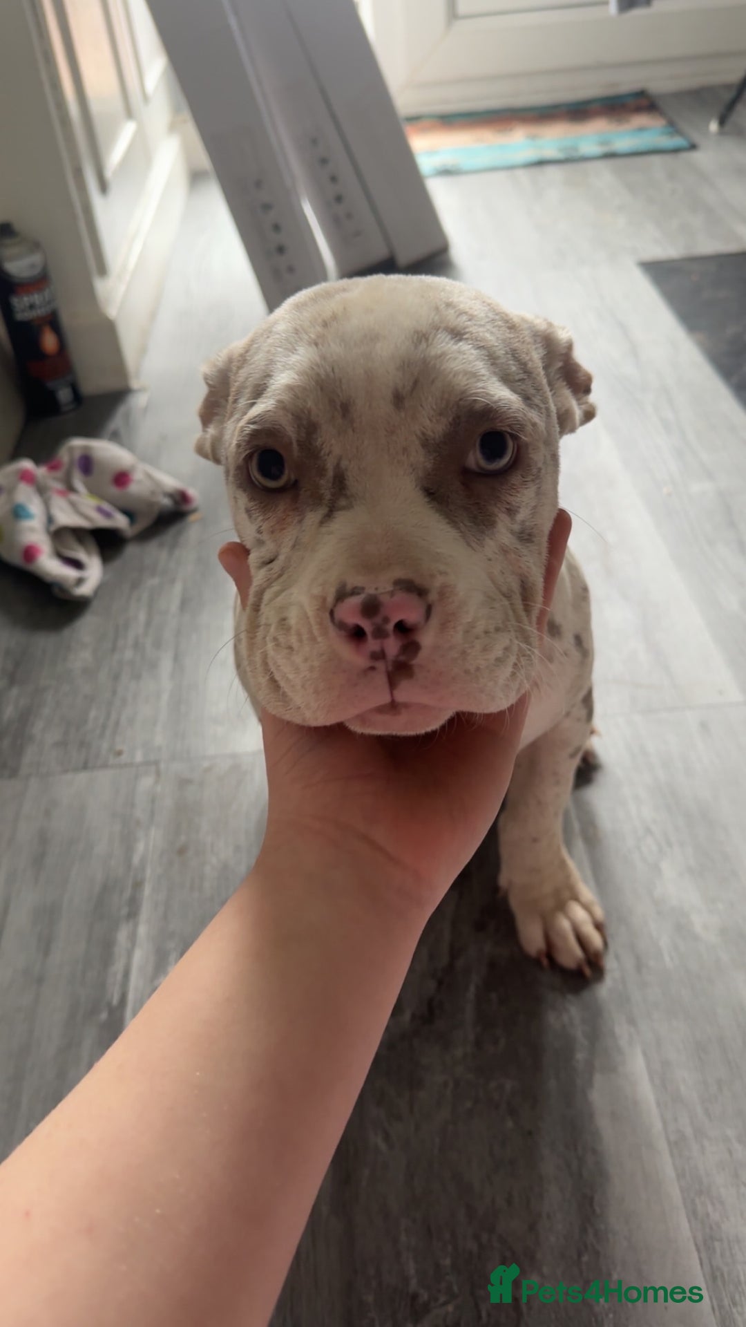 American Bully dogs for sale: REDUCED Stunning pocket bully pups for sale  - Advert 26