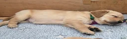 Golden Retriever dogs for sale: KC Pedigree Golden Retriever Puppies - Advert 21