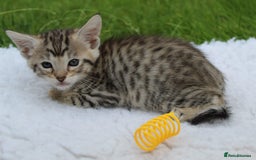Savannah cats for sale: Stunning Savannahx Maine coons - Image 11