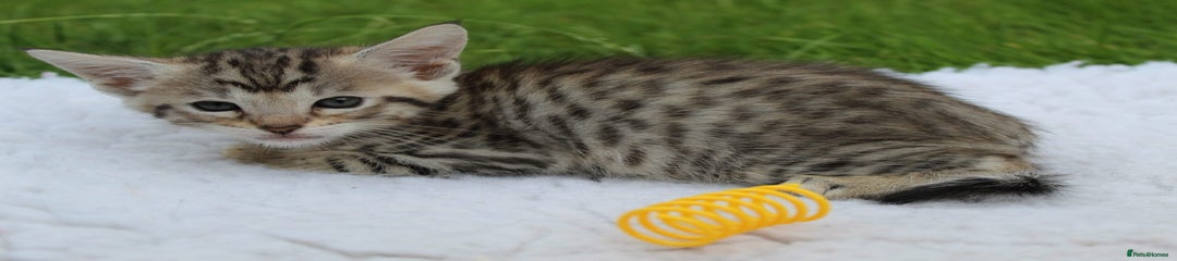 Savannah Kitten 5