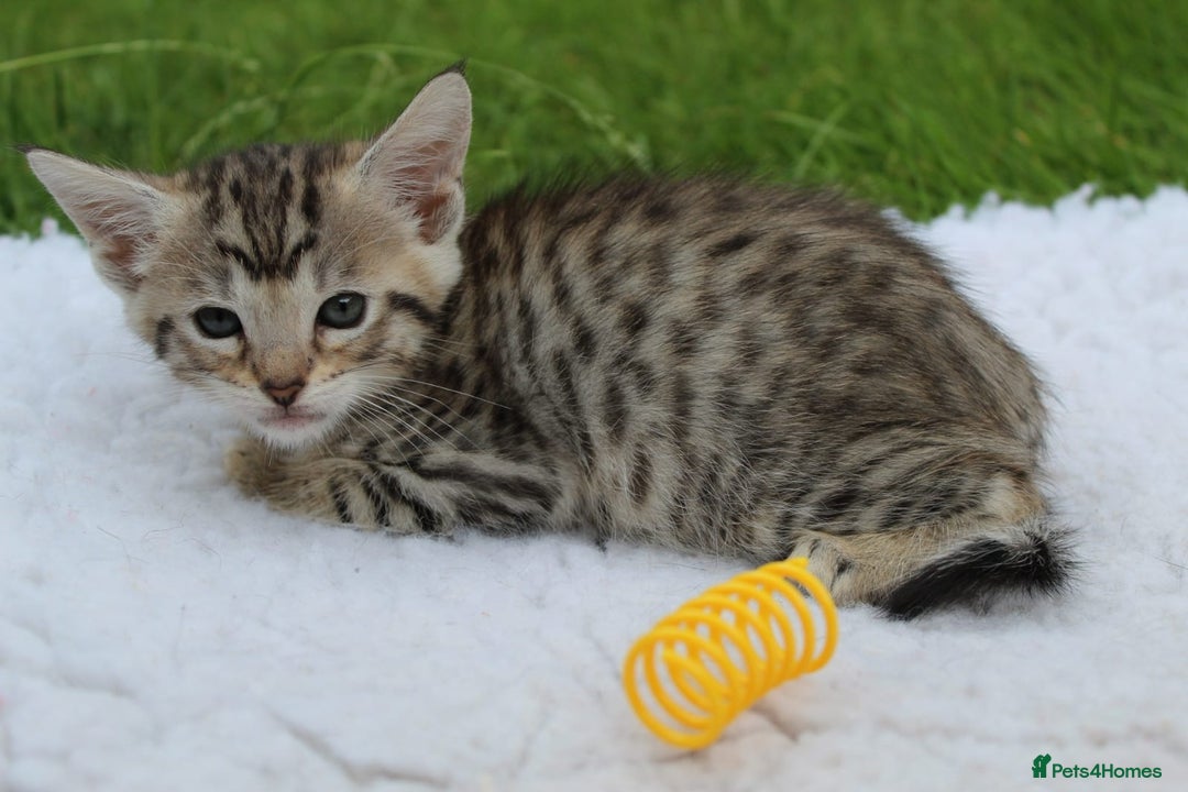 Savannah cats for sale: Stunning Savannahx Maine coons - Image 11