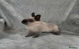 Netherland Dwarf rabbits for sale: Baby Netherland Dwarfs ready in 5 1/2 weeks - Image 3