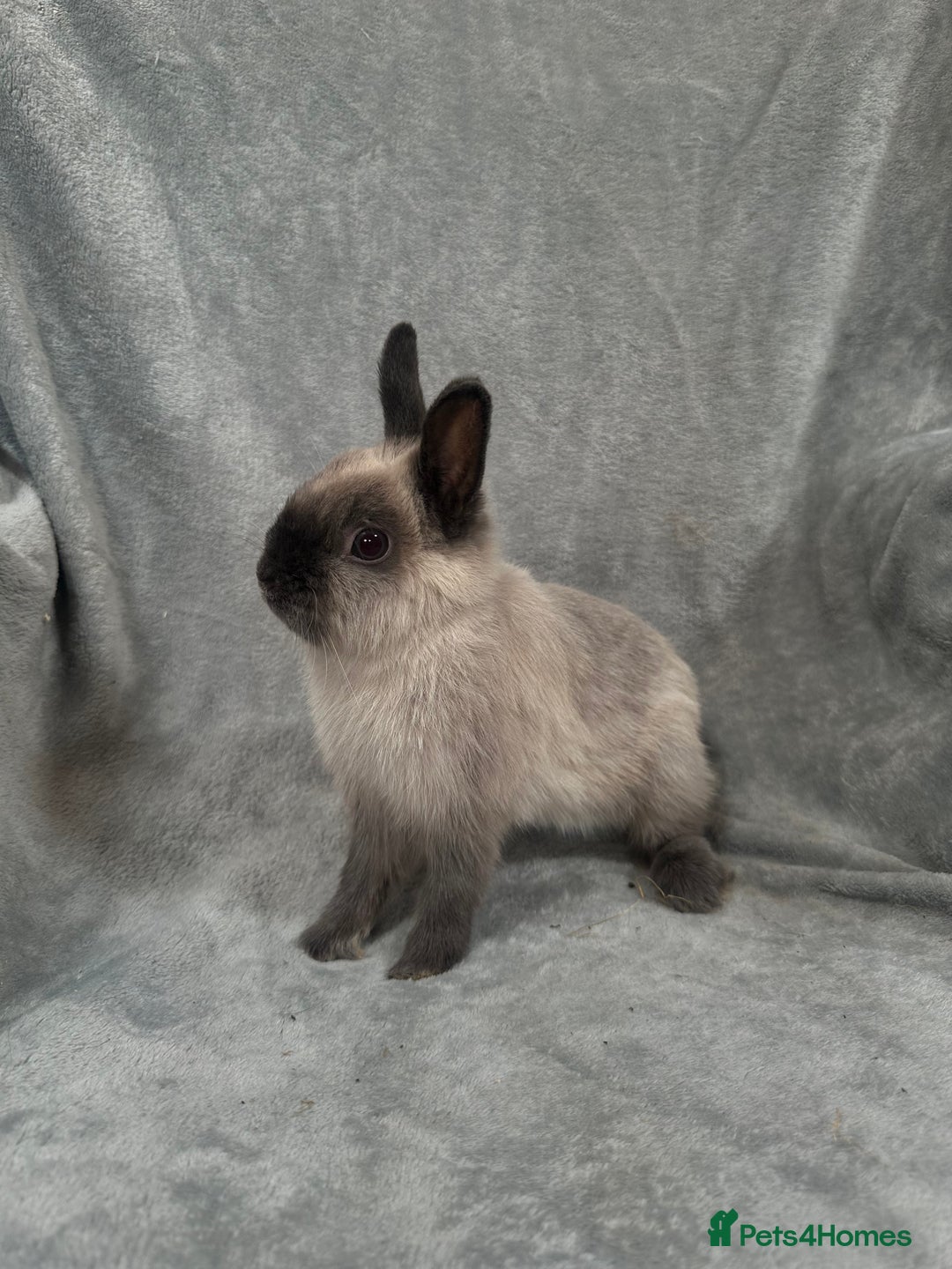 Netherland Dwarf rabbits for sale: Baby Netherland Dwarfs ready in 5 1/2 weeks - Image 3