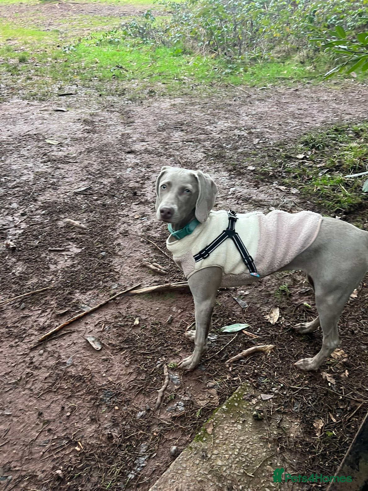 Weimaraner dogs 7 month old weimaraner - Advert 1