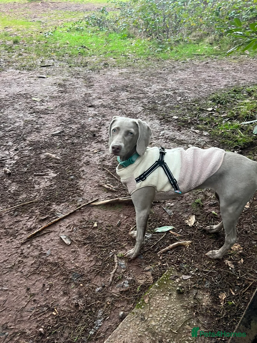 Weimaraner dogs for sale: Female weimaraner - Advert 1