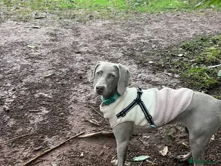Weimaraner dogs 7 month old weimaraner - Advert 1