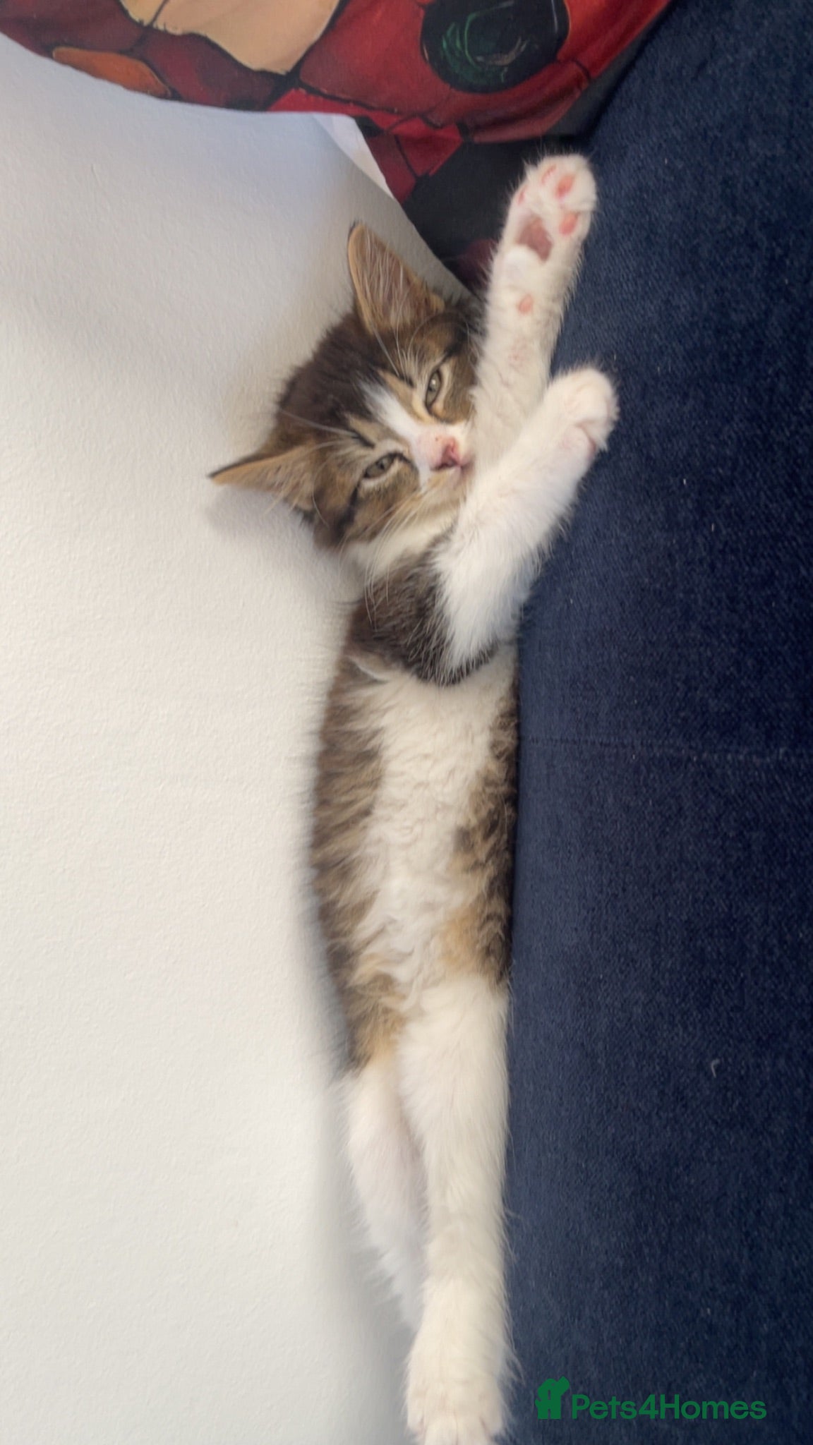 Mixed Breed cats Kitten - Advert 17