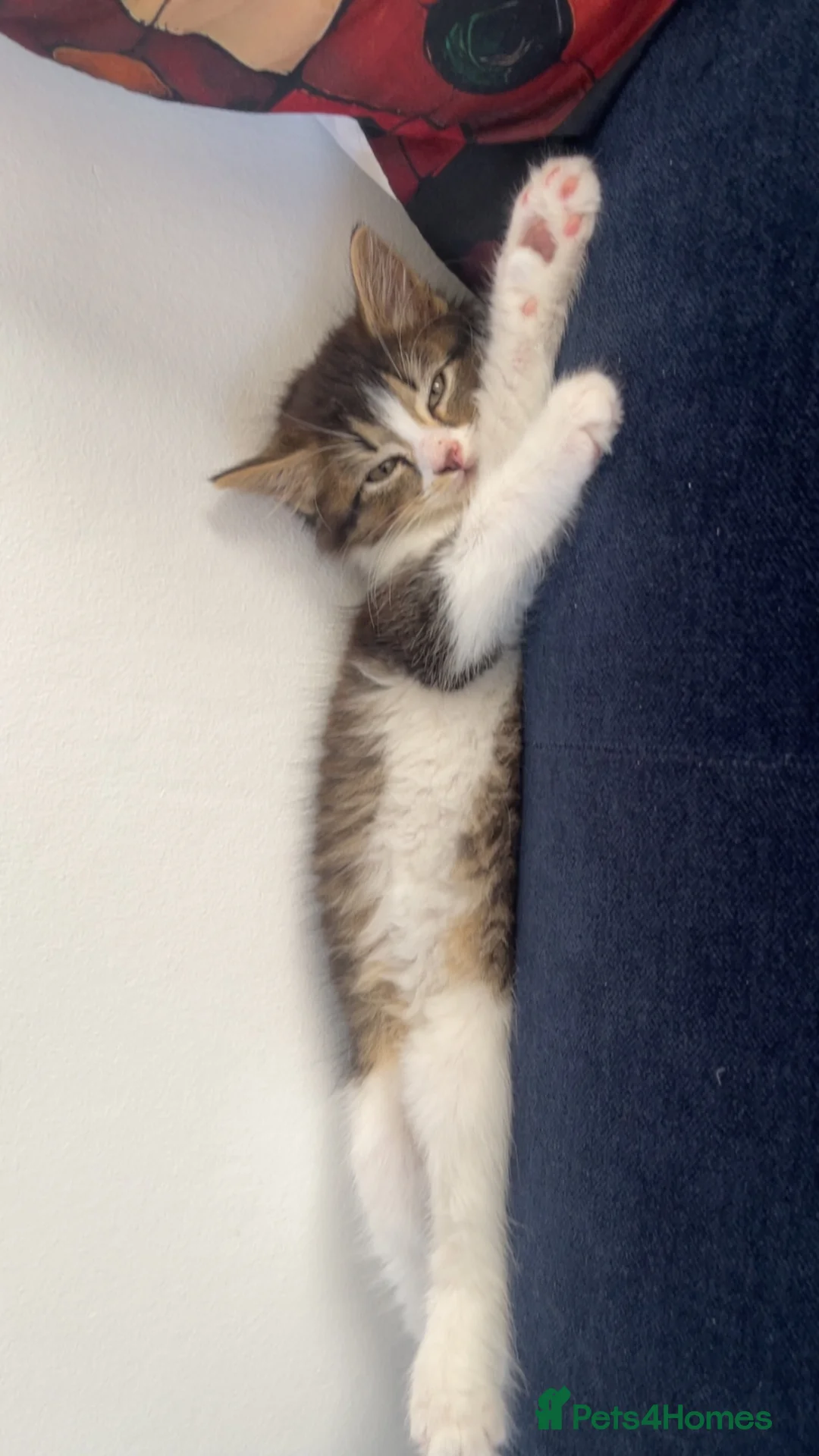 Mixed Breed cats for sale: Kitten - Advert 1
