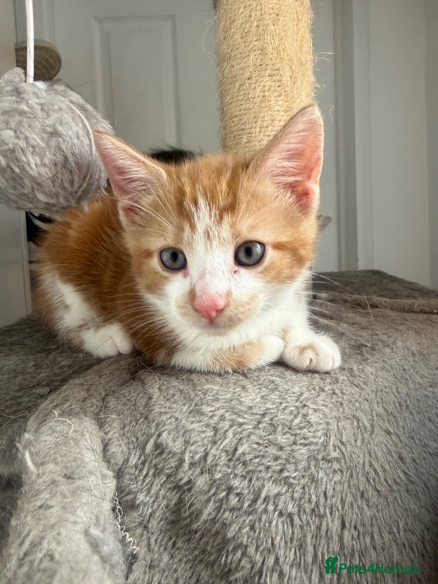 Domestic Shorthair cats 1male ginger kitten for sale - Advert 2