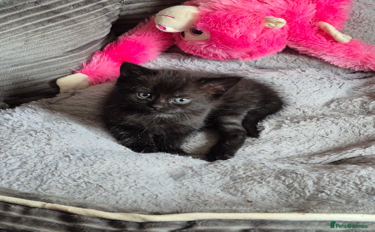 Persian cats - Advert 2